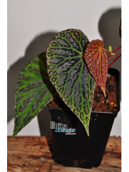 Begonia "Elfika Dracno"