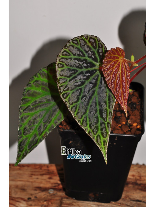 Begonia "Elfika Dracno"