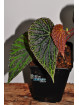 Begonia "Elfika Dracno"