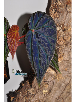 Begonia "Elfika Dracno"