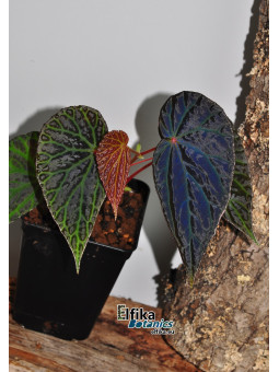 Begonia "Elfika Dracno"