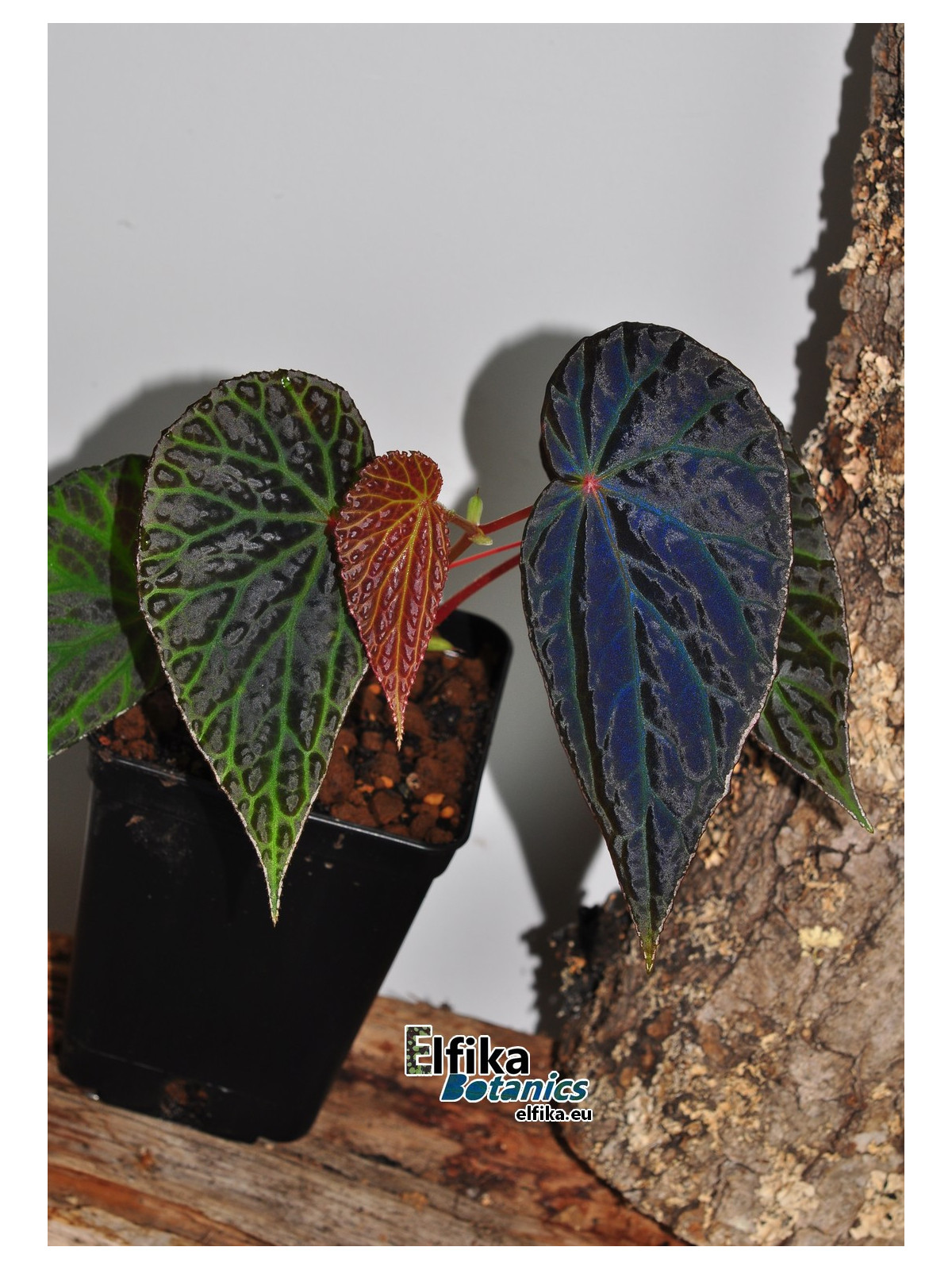 Begonia "Elfika Dracno"