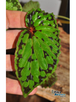 Begonia "EB Fingers Chlumb"