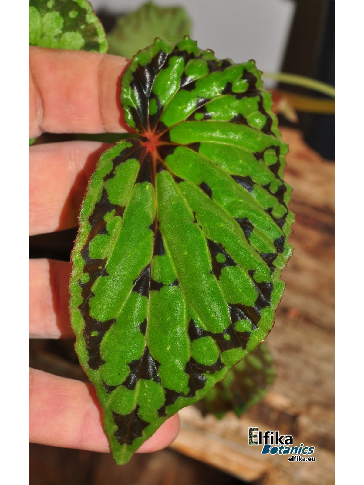 Begonia "EB Fingers Chlumb"
