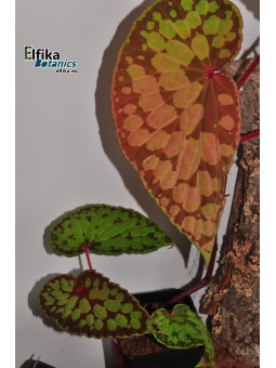 Begonia "EB Fingers Chlumb"