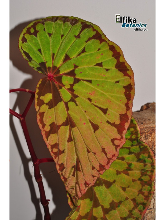 Begonia "EB Fingers Chlumb"