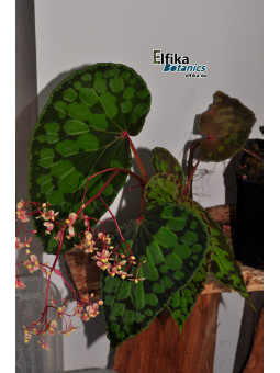Begonia "EB Black Chlumb"