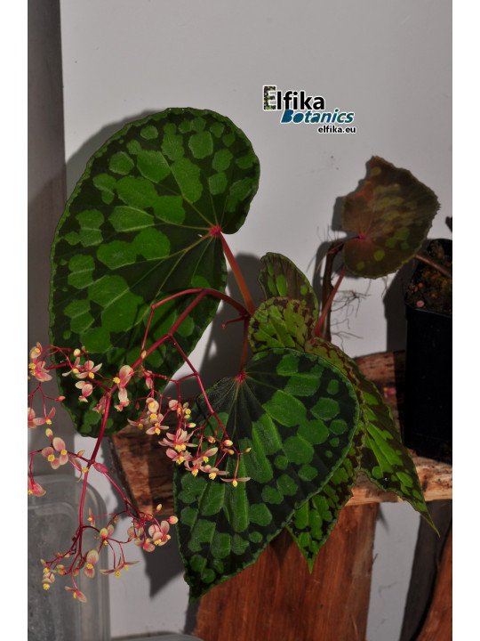 Begonia "EB Black Chlumb"