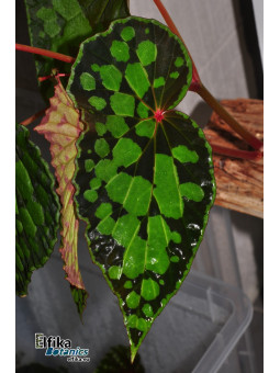 Begonia "EB Black Chlumb"