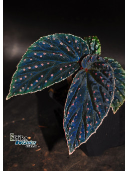 Begonia "Elfika Abyss Meda"