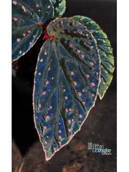 Begonia "Elfika Abyss Meda"