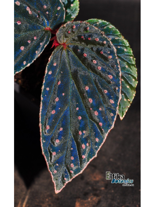 Begonia "Elfika Abyss Meda"