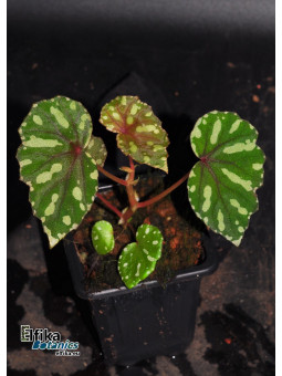 Begonia madaiensis (EBc2)