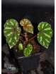 Begonia madaiensis (EBc2)