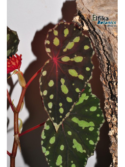 Begonia madaiensis (EBc2)