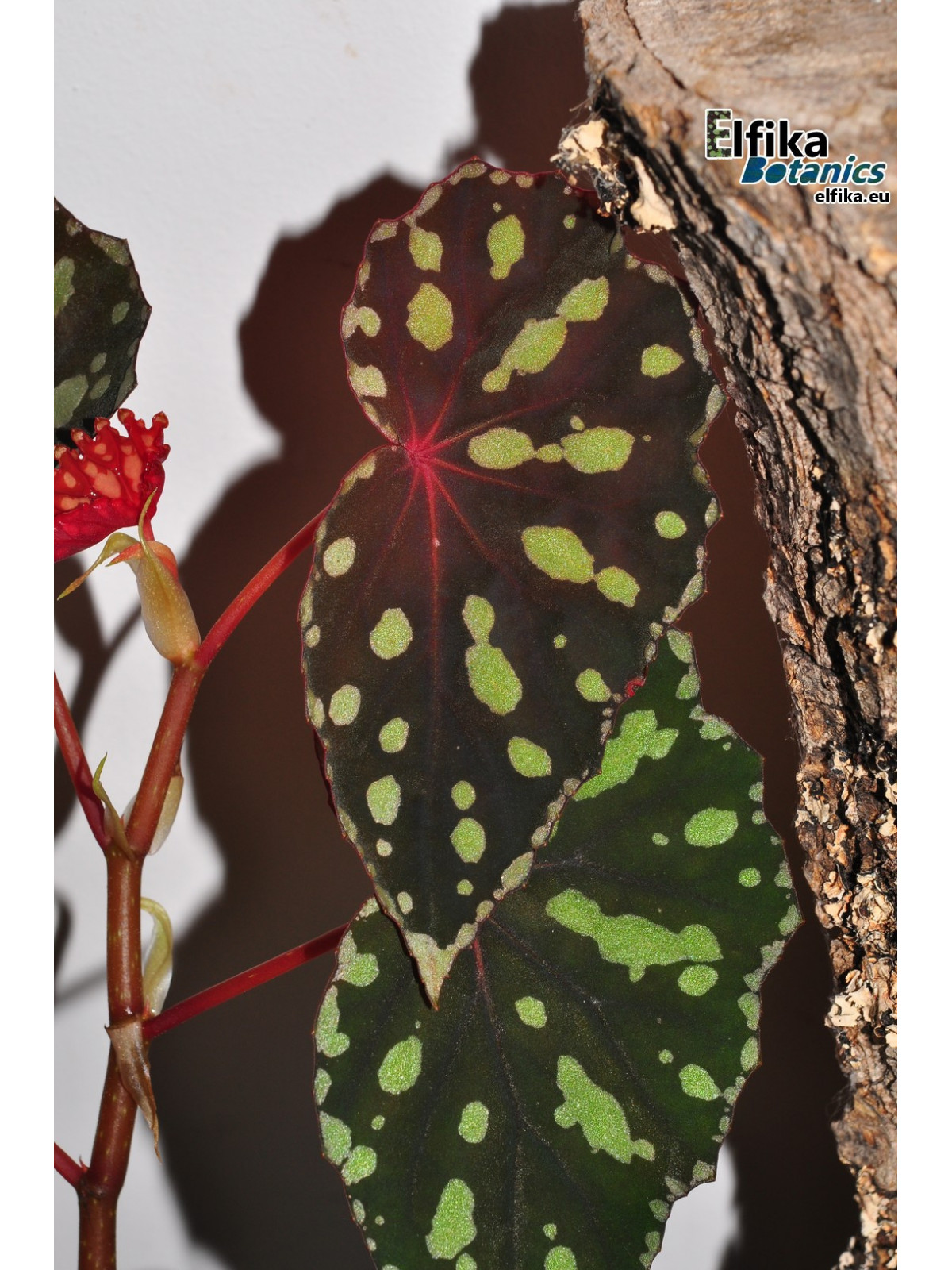 Begonia madaiensis (EBc2)