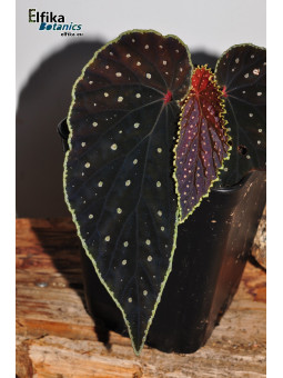 Begonia "EB Galaxias Ruda"