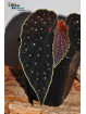 Begonia "EB Galaxias Ruda"