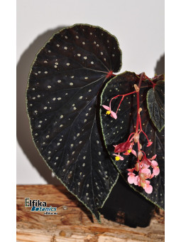 Begonia "EB Galaxias Ruda"