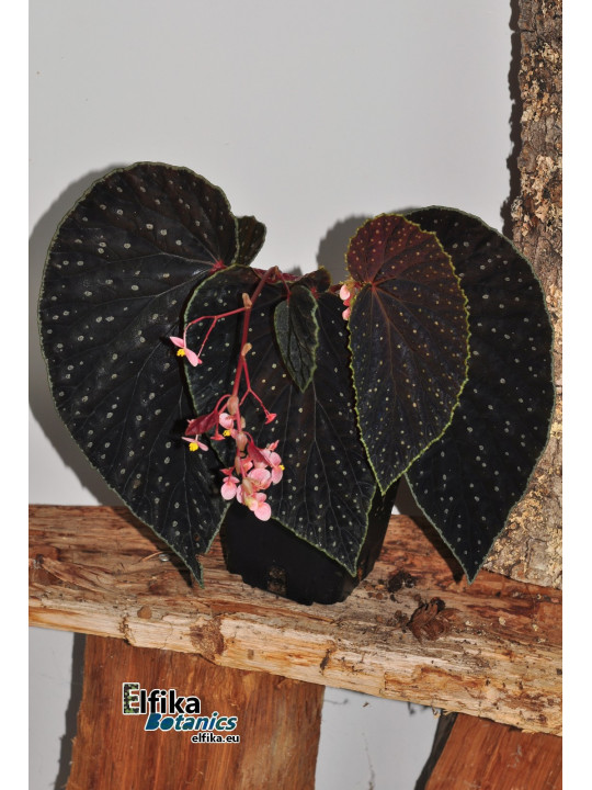 Begonia "EB Galaxias Ruda"