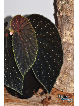 Begonia "EB Galaxias Ruda"