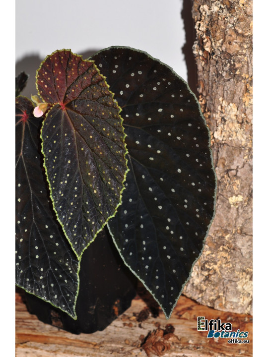 Begonia "EB Galaxias Ruda"
