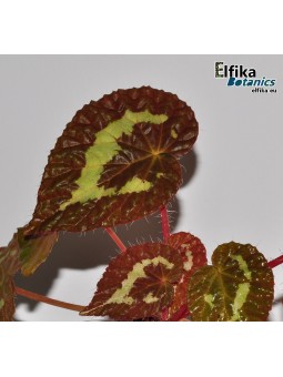 Begonia longiciliata Red