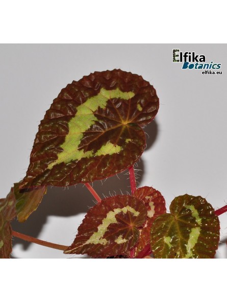 Begonia longiciliata Red