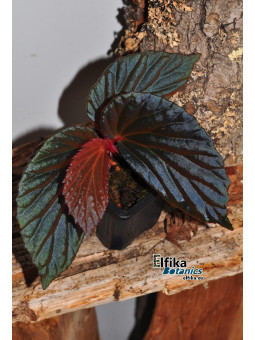 Begonia "Elfika Nacre BMm"