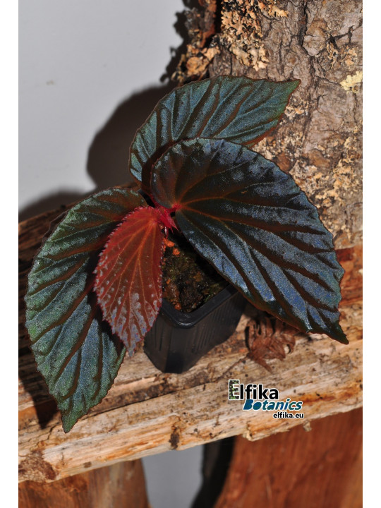Begonia "Elfika Nacre BMm"
