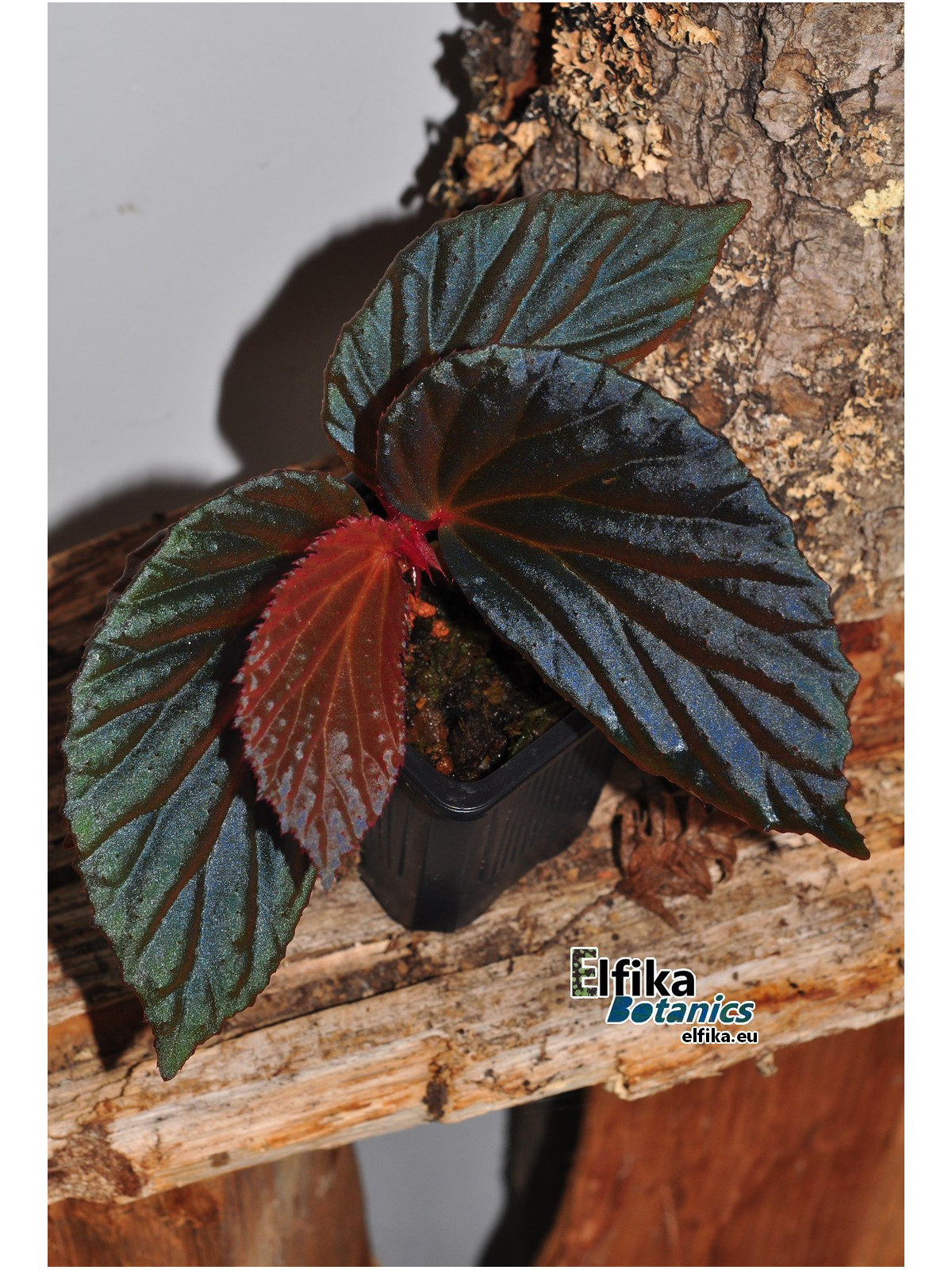 Begonia "Elfika Nacre BMm"