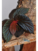 Begonia "Elfika Nacre BMm"