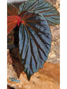 Begonia "Elfika Nacre BMm"