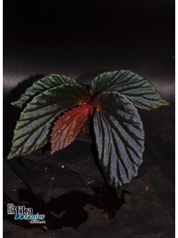 Begonia "Elfika Nacre BMm"