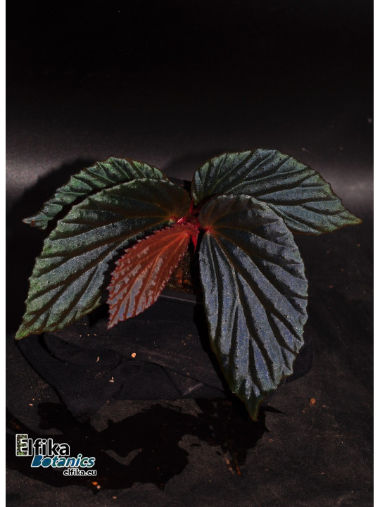 Begonia "Elfika Nacre BMm"