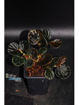 Begonia sp. Black Bowl (EBc1)