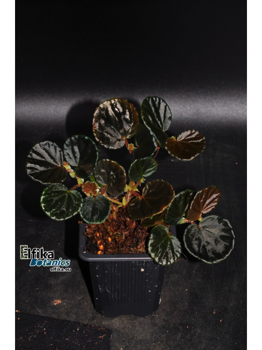 Begonia sp. Black Bowl (EBc1)