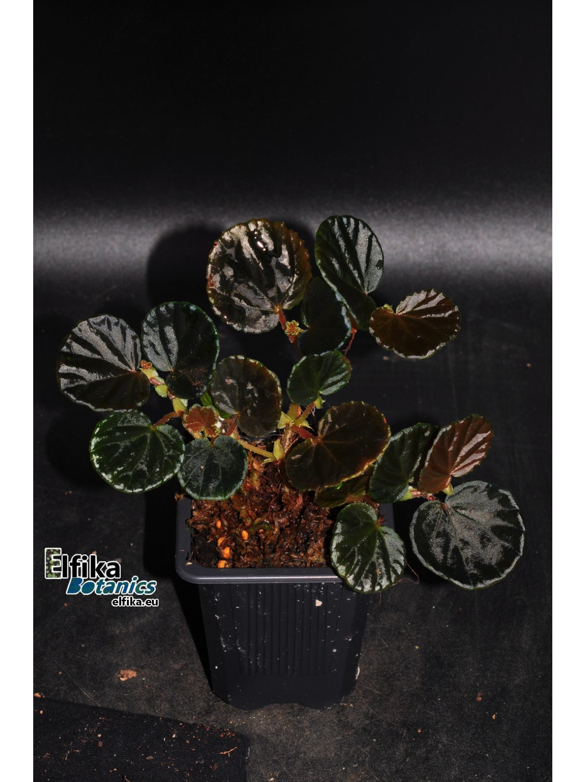 Begonia sp. Black Bowl (EBc1)