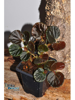 Begonia sp. Black Bowl (EBc1)