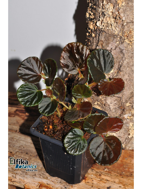Begonia sp. Black Bowl (EBc1)