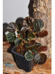 Begonia sp. Black Bowl (EBc1)
