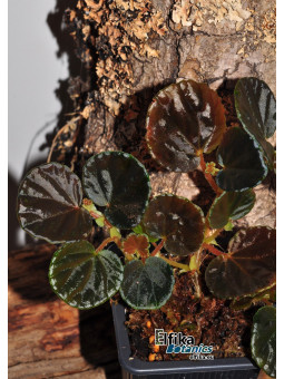 Begonia sp. Black Bowl (EBc1)