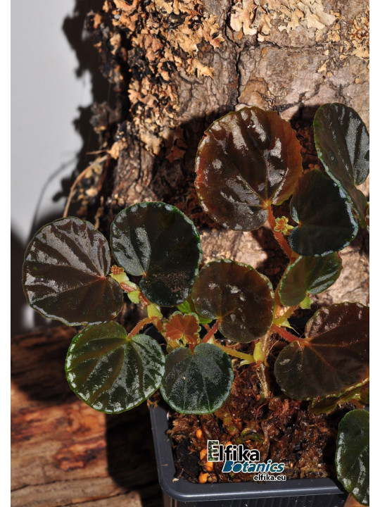 Begonia sp. Black Bowl (EBc1)