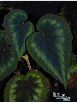 Begonia cathayana OF
