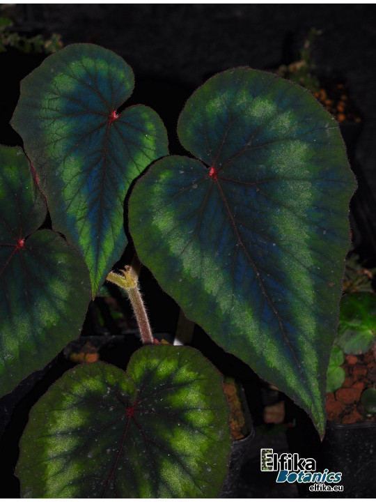 Begonia cathayana OF