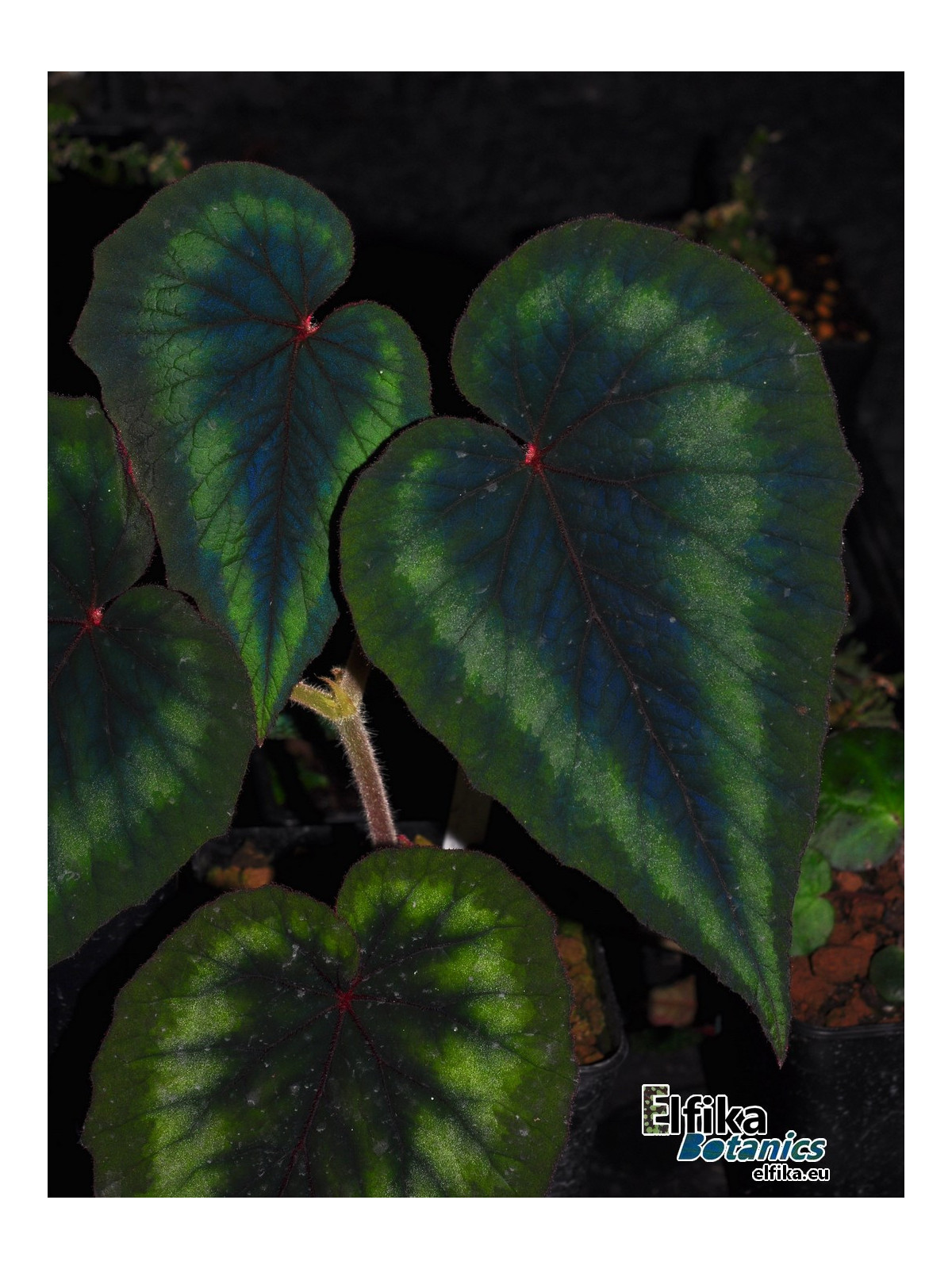Begonia cathayana OF