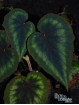 Begonia cathayana OF
