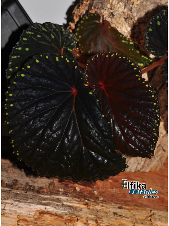 Begonia sp. Kalimantan Yellow Edge Spots