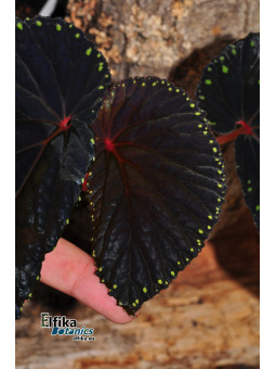 Begonia sp. Kalimantan Yellow Edge Spots