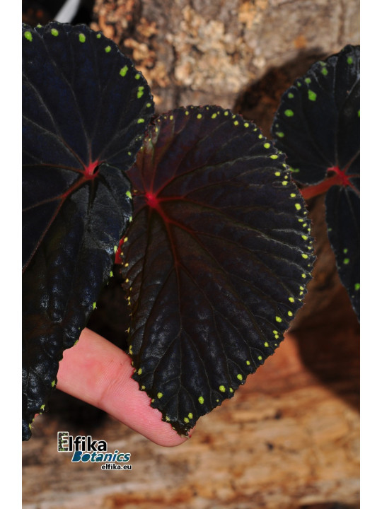 Begonia sp. Kalimantan Yellow Edge Spots